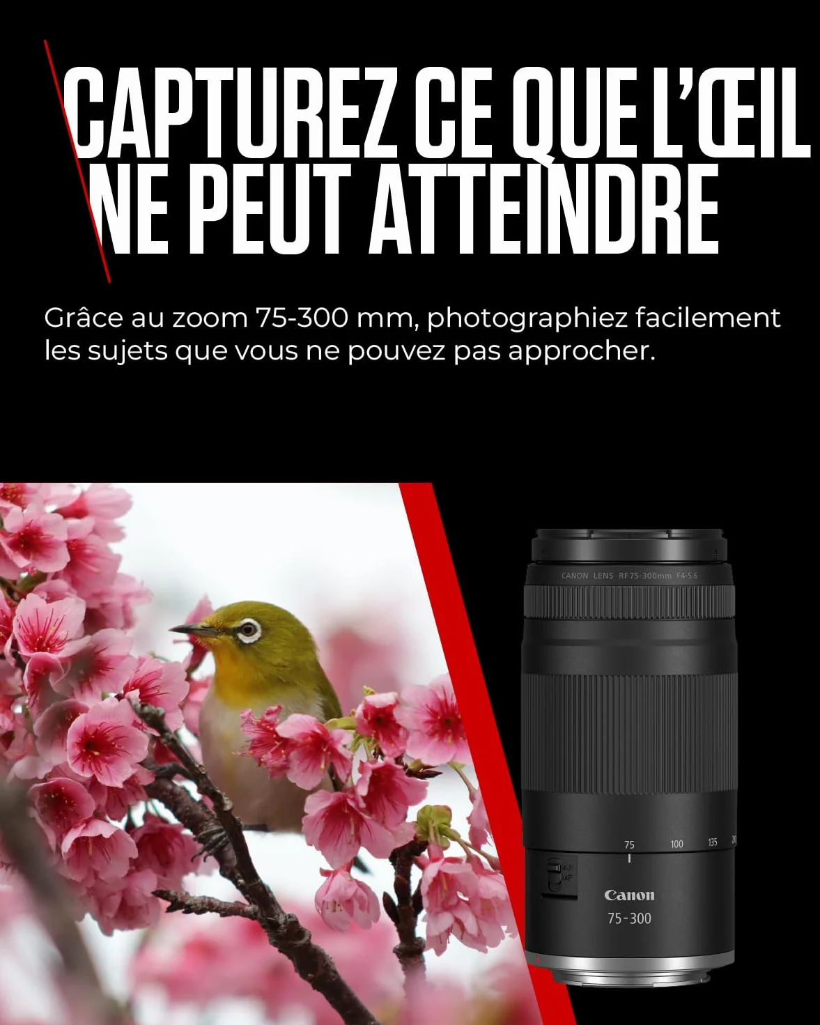 Objectif Canon RF 75-300mm F4-5.6 Téléobjectif Zoom pour Photographie Animalière Sportive Moteur AF Traitement Super Spectra Compatible EOS R