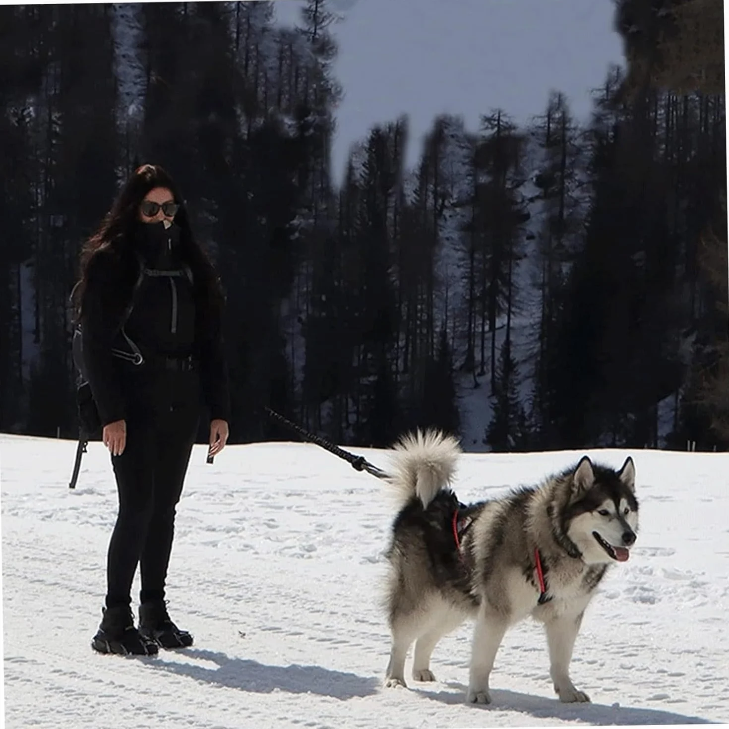 Harnais pour traîneau de chien X Back Mushing, cani-VTT, canicross, noir et rouge, taille M-XL (L)