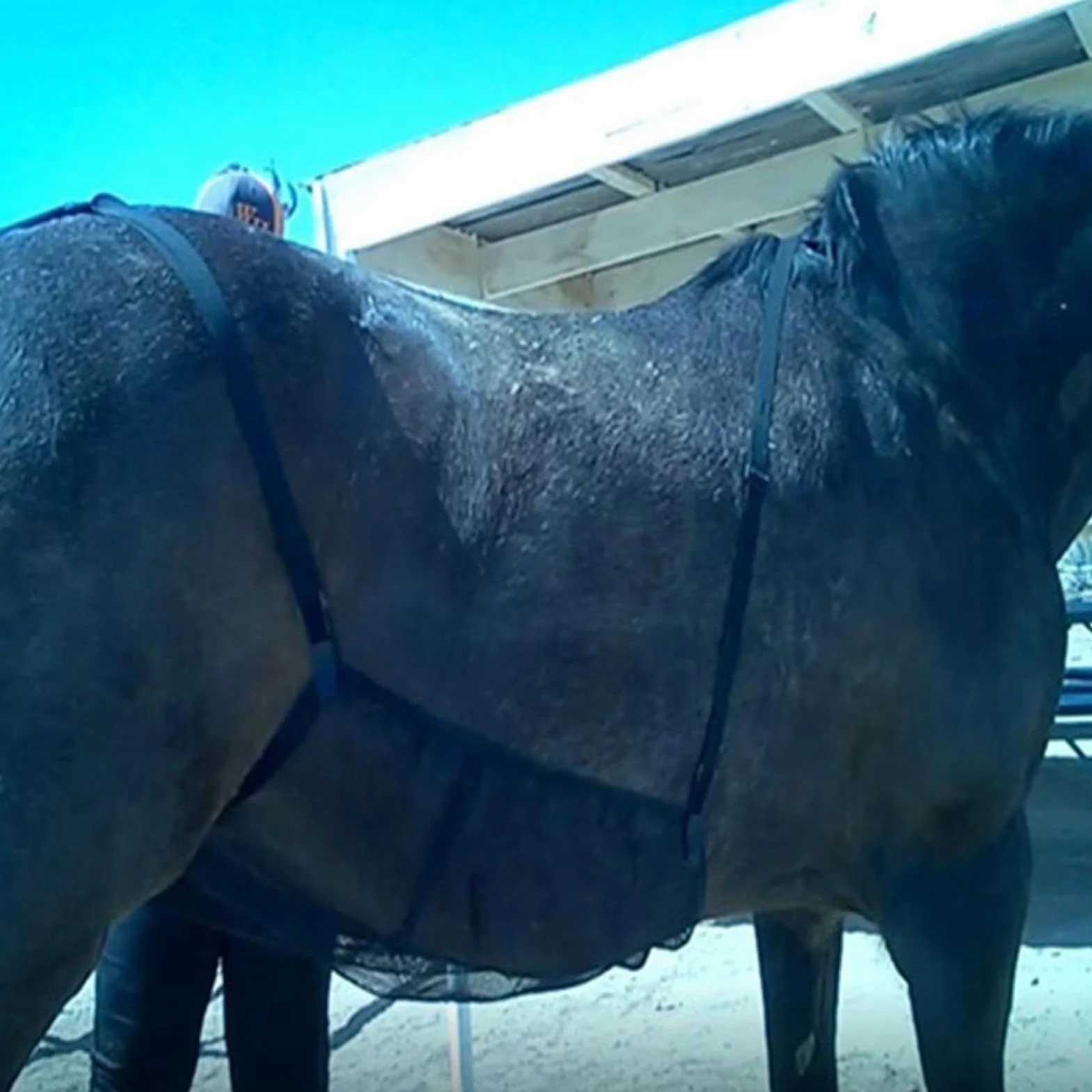 Protection ventilée pour cheval, filet abdominal respirant, 94 x 71 cm, large