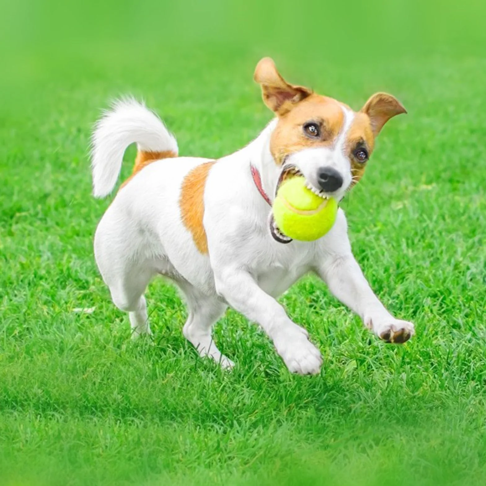 Balles de Tennis Jaune 12 Pièces pour Entraînement Débutants Adultes Enfants Chiens