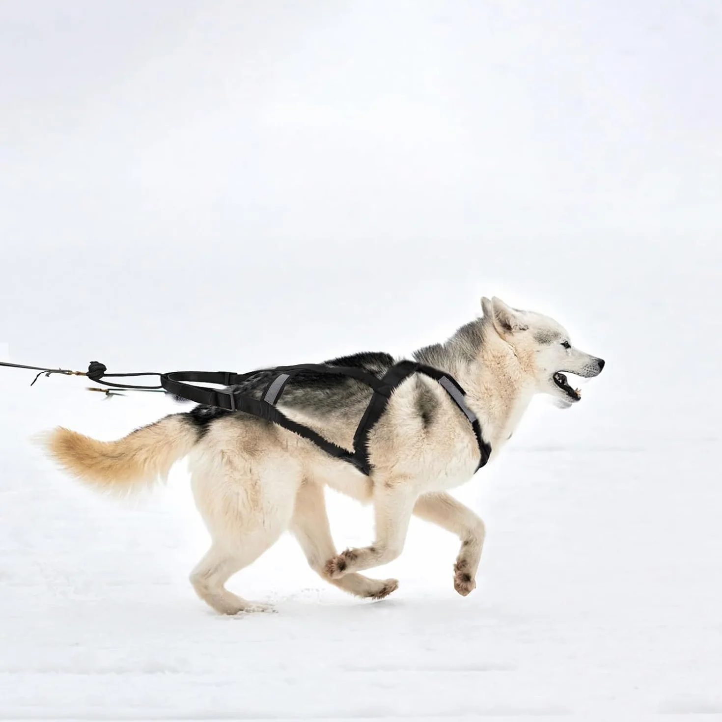 Harnais pour traîneau de chien X Back Mushing, cani-VTT, canicross, noir et rouge, taille M-XL (L)