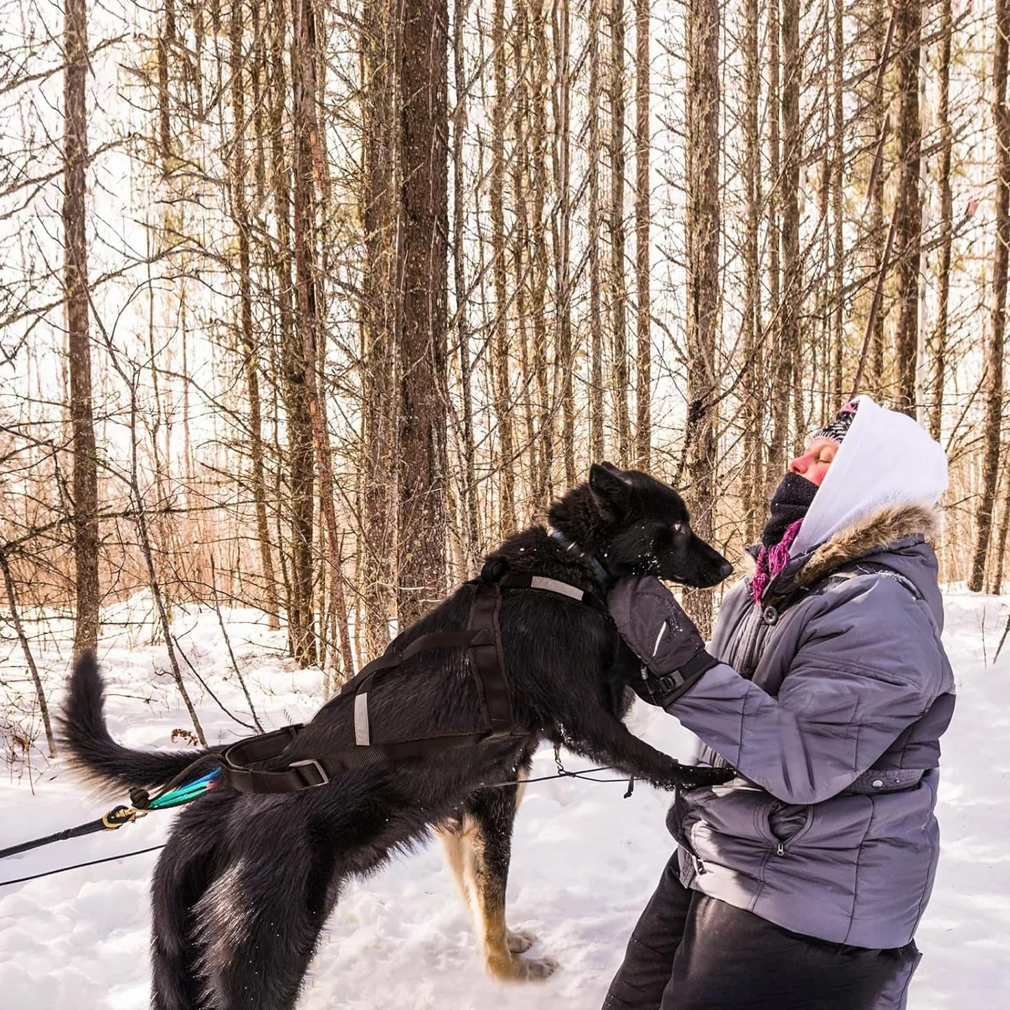 Harnais pour traîneau de chien X Back Mushing, cani-VTT, canicross, noir et rouge, taille M-XL (L)