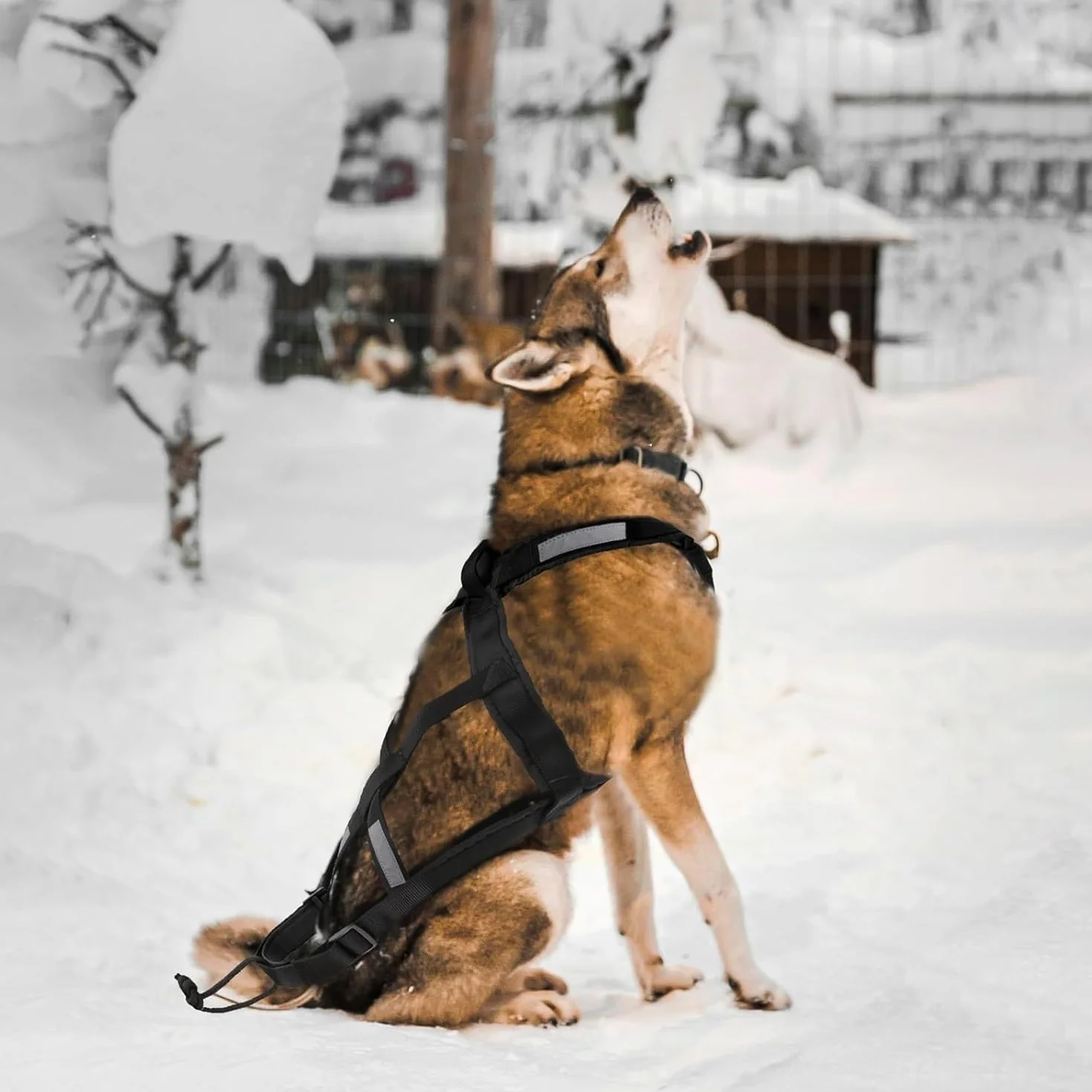 Harnais pour traîneau de chien X Back Mushing, cani-VTT, canicross, noir et rouge, taille M-XL (L)